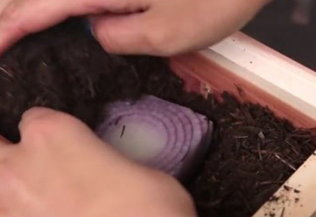 Evde tohumsuz sebze nasıl yetiştirilir? - Resim: 3