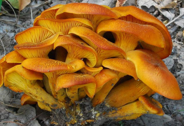 Diikat bu mantarlara sakın dokunmayın - Resim: 1