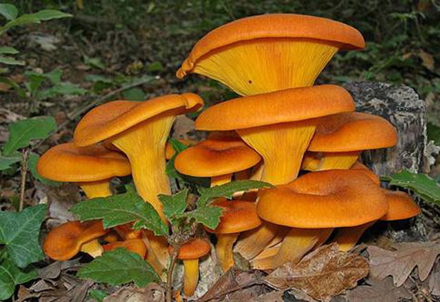 Diikat bu mantarlara sakın dokunmayın - Resim: 2