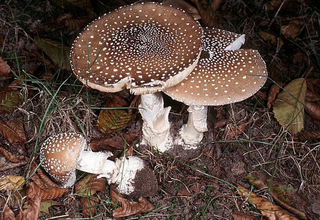 Diikat bu mantarlara sakın dokunmayın - Resim: 4