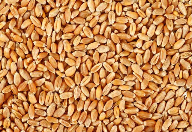 Hamile kadınlara şaşırtıcı buğday testi - Resim: 2