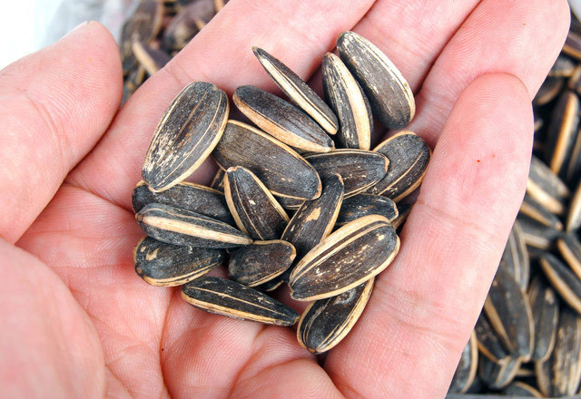 Çekirdek insan psikolojisine iyi geliyor - Resim: 2