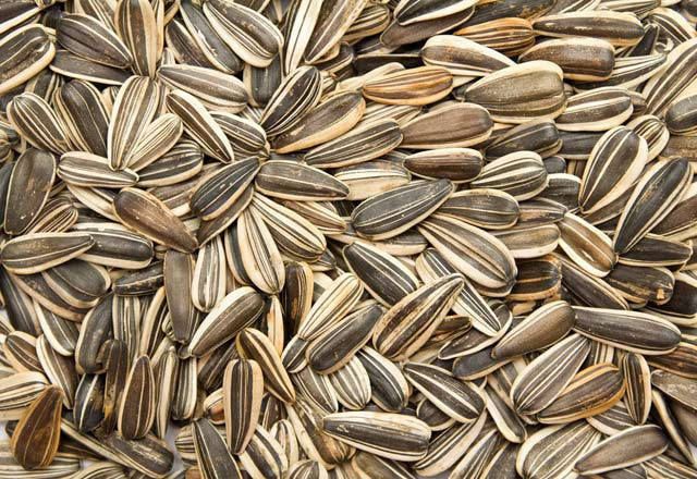 Çekirdek insan psikolojisine iyi geliyor - Resim: 3