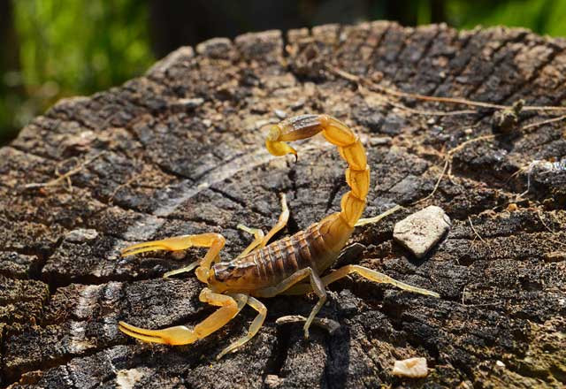 İnternetten satılıyor! Şaşkına çevirdi - Resim: 3