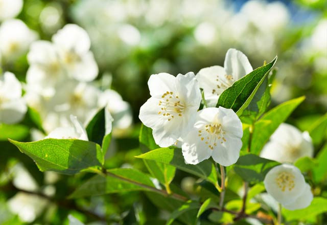 Suyunun cinsel gücü arttırdığı kanıtlandı eğer kullanırsanız... - Resim: 4