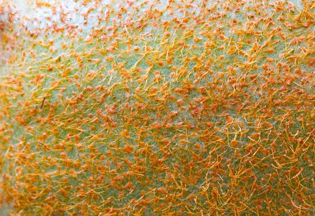 Kabuklarıyla tüketildiğinde kanserle savaşıyor - Resim: 1