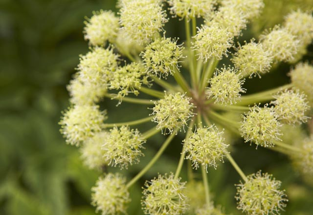 Hayrete düşüren doğum kontrol yöntemleri - Resim: 1