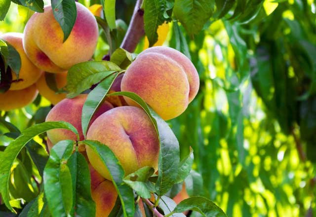 Dünyanın en tatlı diyeti! Şeftali diyeti ile 3 günde 3 kilo - Resim: 4
