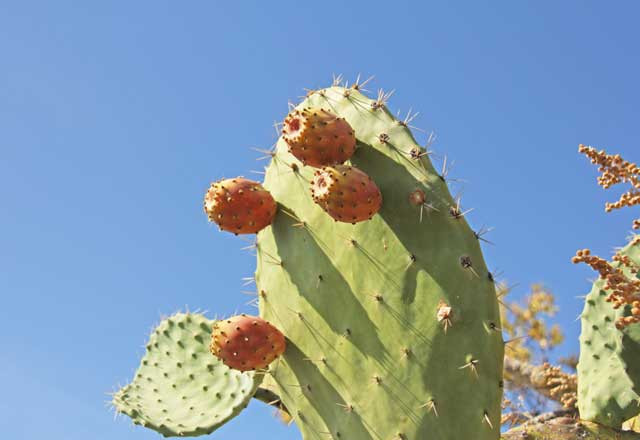 Görünüşü yabancı ama Türkiye'de yetişiyor cinsel gücü arttırıyor! - Resim: 1