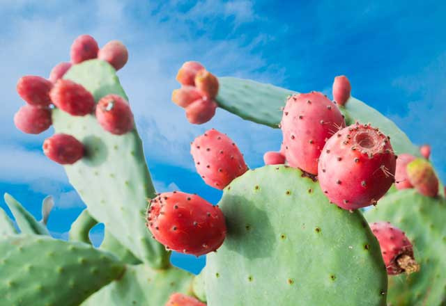 Görünüşü yabancı ama Türkiye'de yetişiyor cinsel gücü arttırıyor! - Resim: 3