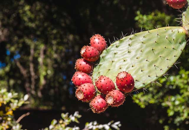 Görünüşü yabancı ama Türkiye'de yetişiyor cinsel gücü arttırıyor! - Resim: 4