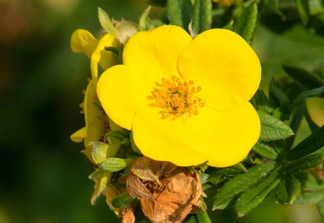 Yaz belası ishallere ne iyi gelir? - Resim: 2