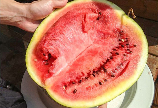 Karpuzda bunlar varsa almayın! Zehirli olduğunun işareti - Resim: 2