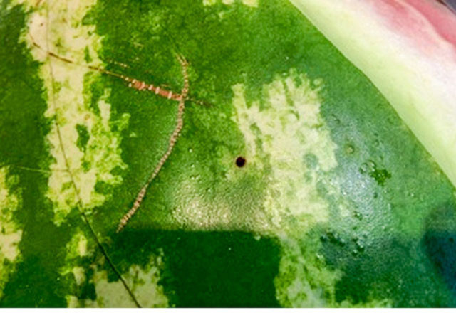 Karpuzda bunlar varsa almayın! Zehirli olduğunun işareti - Resim: 3