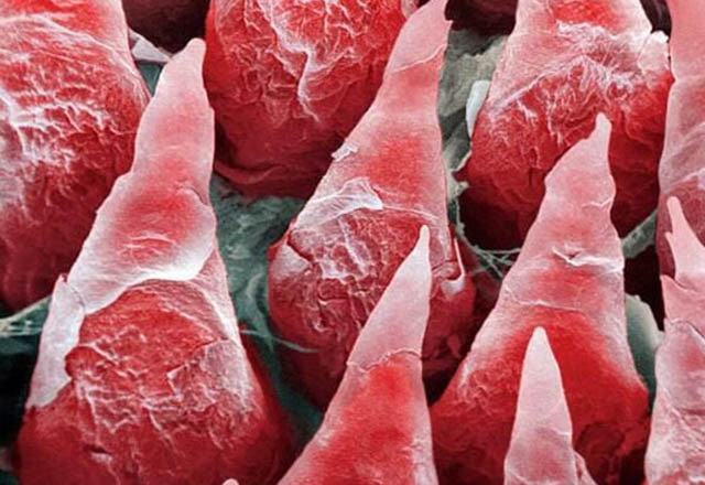 Gördüğünüz şeyin ne olduğunu öğrenince çok şaşıracaksınız! - Resim: 2