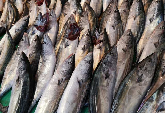 D vitamini eksikliği için birebir! İşte palamutun bilinmeyen faydaları  - Resim: 1