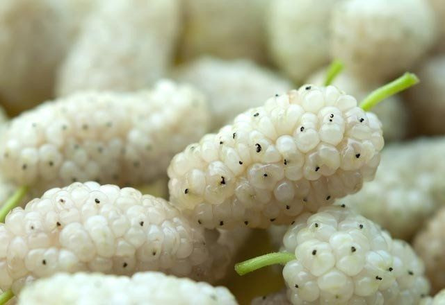 Dutun mucizevi faydaları! Birçok hastalıktan koruyor! - Resim: 1