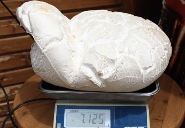 Hiç tombak mantarı gördünüz mü? 7 kilodan fazla yaylada bulundu - Resim: 1