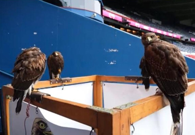 Dünya devi Paris Saint Germain 4 adet şahini işe aldı - Resim: 0