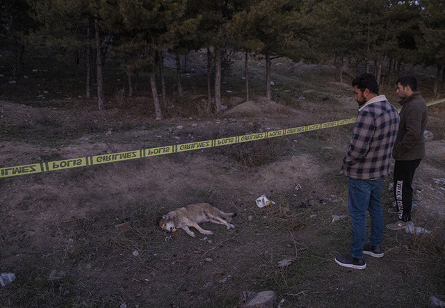 Ankara'da vahşet! 4 köpek tüfekle vurularak öldürüldü, ikisinin gözleri ise... - Resim: 0