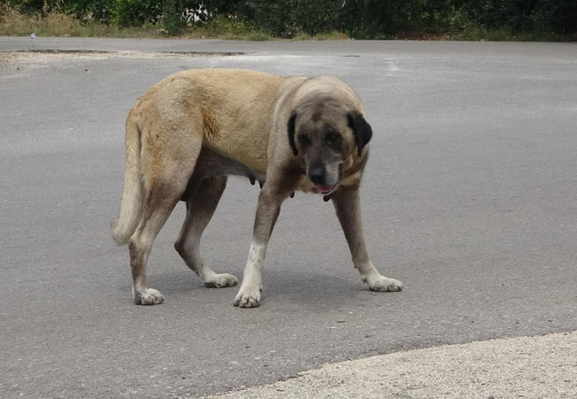 Mersin'de sahipsiz kangal köpeği, yaşlı kadını yaraladı - Resim: 0