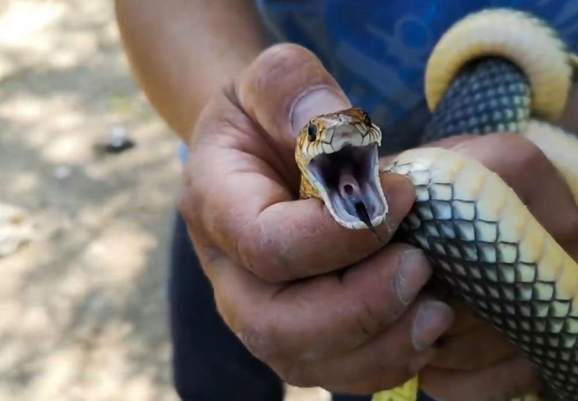 Bursa'da sitenin bahçesine giren yılanı eliyle yakaladı - Resim: 1