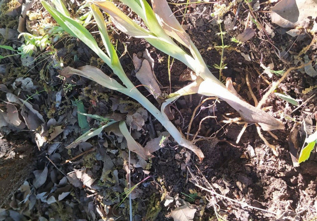 Kısıtlamayı ihlal edip, salep soğanı toplayan 5 kişi 419 bin 690 TL ceza yedi - Resim: 0