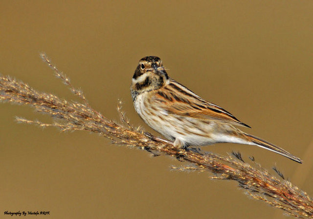 Kuş cenneti cehenneme döndü - Resim: 3