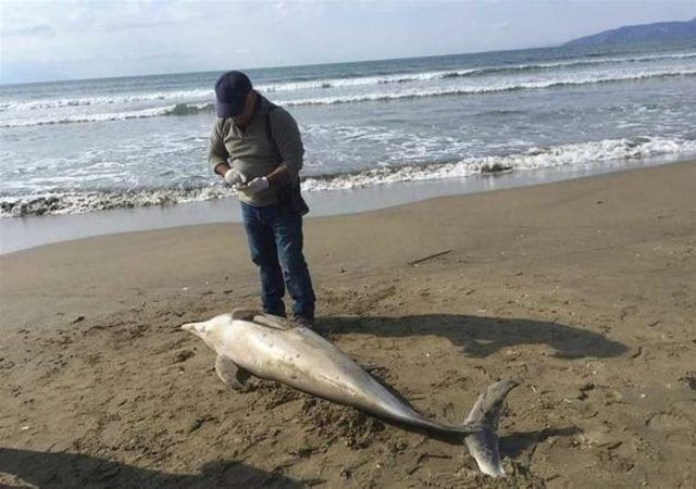Sahilde kahreden görüntü! Görenler hem üzüldü hem şaşırdı - Resim: 3