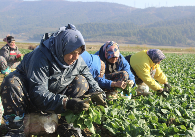 Bursa'da vatandaşlar kuruyan gölü fırsata çevirdi! Geçim kaynakları oldu - Resim: 0