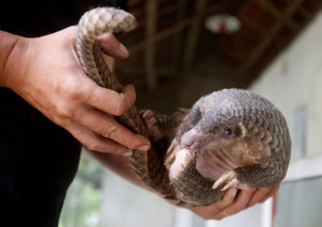 Coronavirüsün nedeni ortaya çıktı! Yarasa değil pangolinden yayılmış - Resim: 1