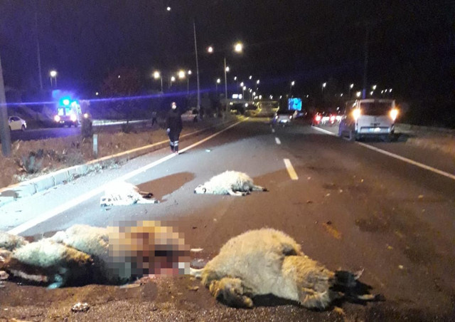 Elazığ'da hız yapan otomobiller koyun sürüsüne çarptı - Resim: 0