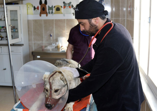 Sahibi kanlar içinde buldu köpeğin vücuduna saplanmış onlarca... - Resim: 4