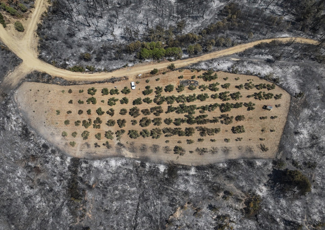 Çanakkale'deki orman yangını 150 ağaç bulunan zeytinliği teğet geçti - Resim: 0