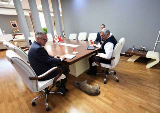 Manas Üniversitesi'nin maskotu 'Kırpık'a oy hakkı - Resim: 0