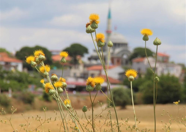 Tülüşah çiçeğini koparmanın cezası 109 bin TL - Resim: 1