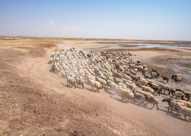 Devegeçidi Baraj Gölü'nde kuraklık korkutucu boyuttu! Canlı yaşamı tehlike altında... - Resim: 1