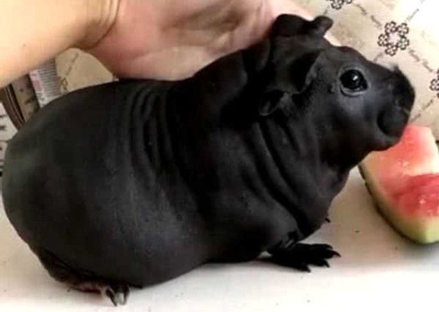 Köpek sanıp aldığı hayvan sıçan çıktı! - Resim: 1