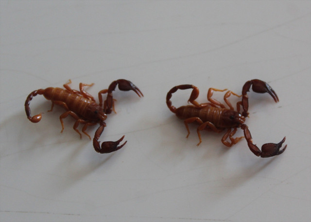 Konya'da yeni akrep türü keşfedildi - Resim: 1