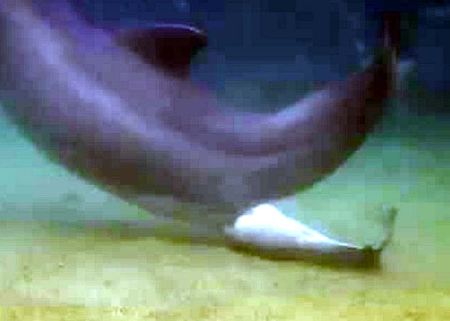  Yunusun doğum anı böyle görüntülendi - Resim: 3