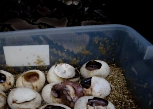 Yılan nasıl doğuruyor? Yumurtadan bir anda çıkıp... - Resim: 3