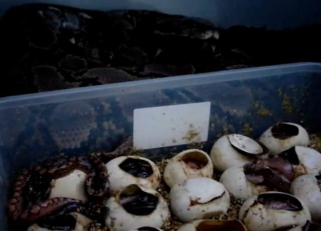 Yılan nasıl doğuruyor? Yumurtadan bir anda çıkıp... - Resim: 4