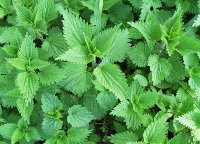 Burçlara göre şifalı bitkiler de varmış! Buyrun... - Resim: 1