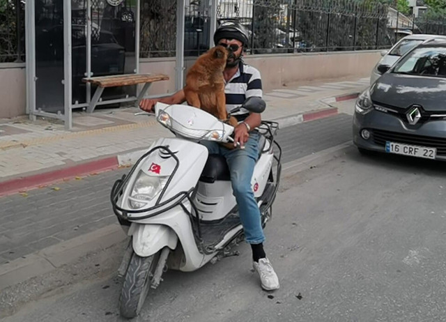 Bursa'da motosiklet yolculuğu yapan köpek görenleri şaşkına çevirdi - Resim: 0