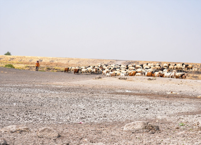 Devegeçidi Baraj Gölü'nde kuraklık korkutucu boyuttu! Canlı yaşamı tehlike altında... - Resim: 0