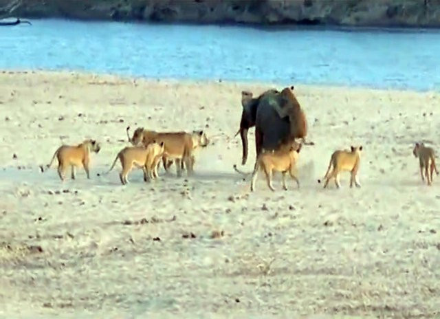 1 fil 14 tane aslana kafa tuttu bir anda üstüne atladı ama... - Resim: 2