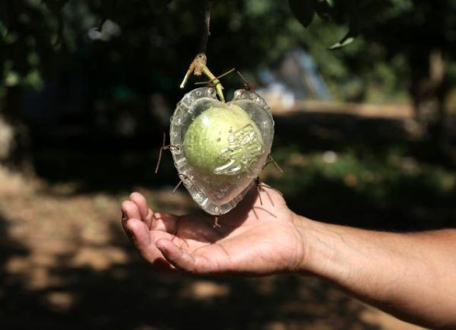 Sevgili çiftlerden talep patlaması var! Her ağaçta sadece 1 tane yetişiyor - Resim: 4
