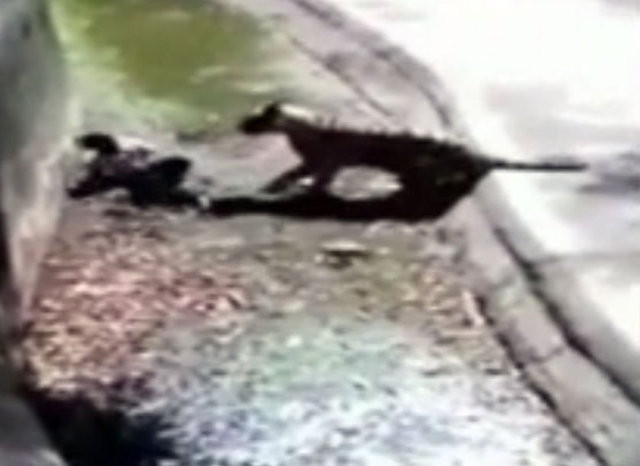 Genç adam kaplanın yuvasına girdi sonrası büyük vahşet - Resim: 2