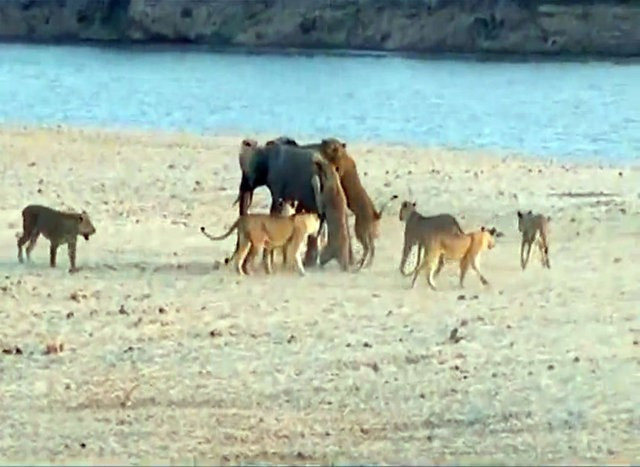 1 fil 14 tane aslana kafa tuttu bir anda üstüne atladı ama... - Resim: 4