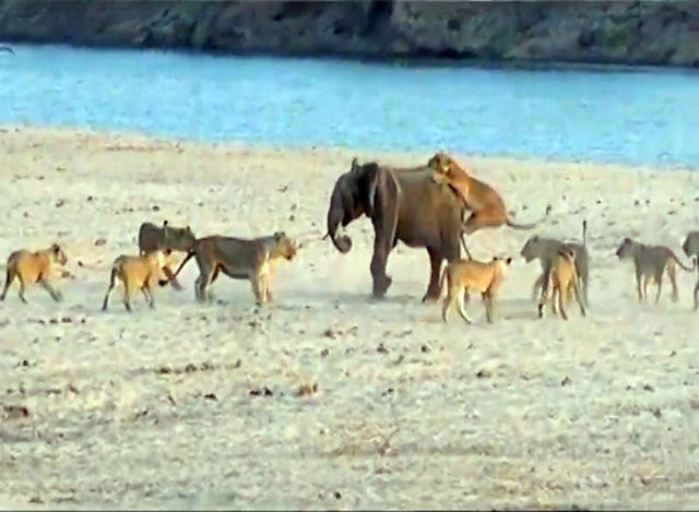 1 fil 14 tane aslana kafa tuttu bir anda üstüne atladı ama... - Resim: 3